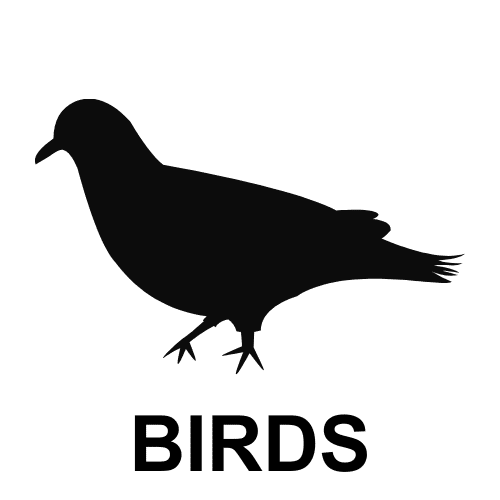 Birds