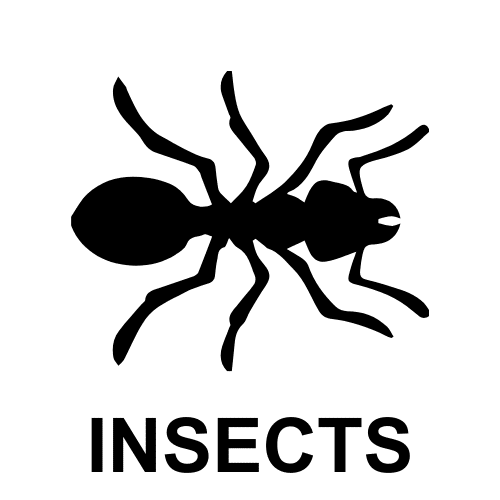 Insects