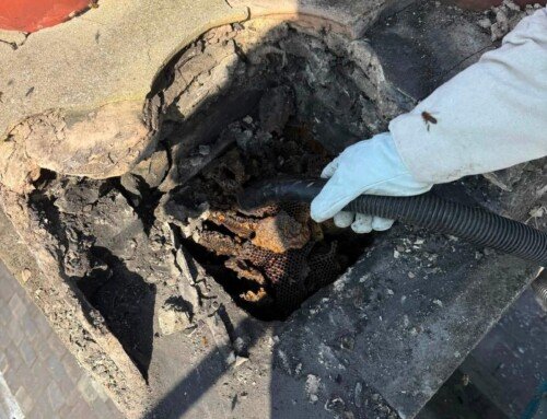 Another Honey Bee Colony Safely Removed and Relocated in Yorkshire