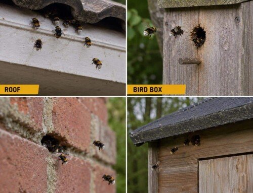 Are Tree Bees Nesting in Your Property?