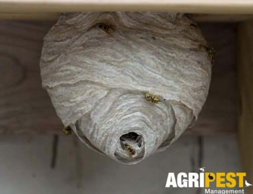Wasp Season is in Full Swing – Don’t Let a Small Problem Become a Big One