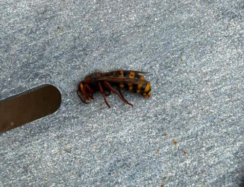 Wasp Nests and European Hornet Nest Removed from Yorkshire Property